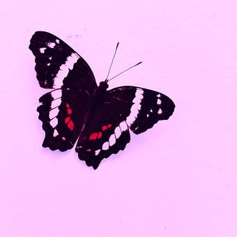 Sommerfugl, Vinger, Farverig, Vinge