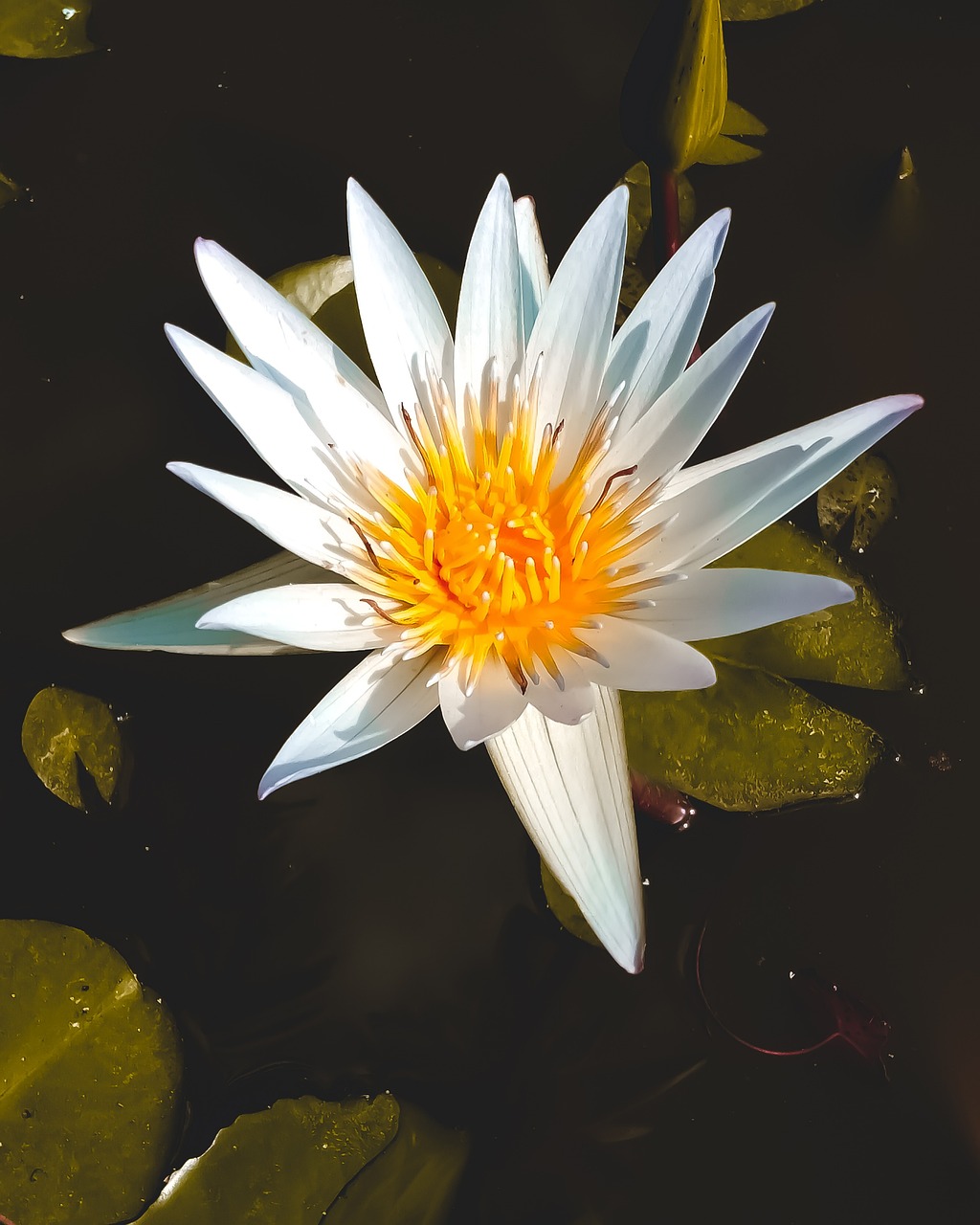 릴리 하얀색 주황색 - Pixabay의 무료 사진 - Pixabay