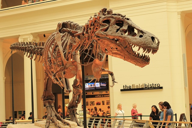 Tyrannosaurus, Dinosaurier, Chicago