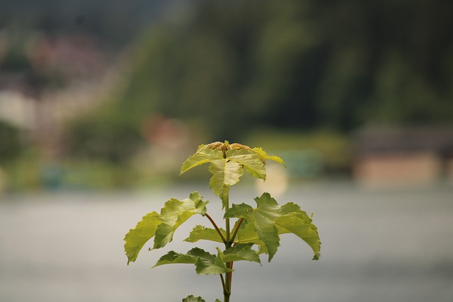 Plante, Grøn, Sø, Natur, Smukt Tapet