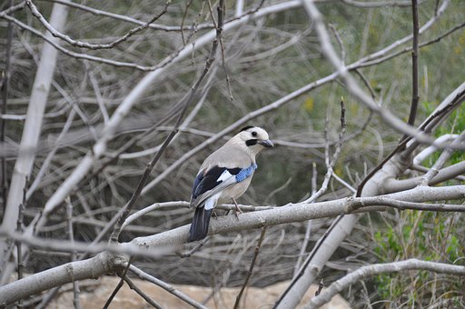 Garrulus, Pájaro, Naturaleza, Animal