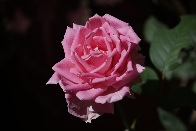 Free Rose Pink photo and picture