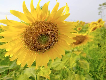 Lyse, Gul, Solsikke, Blomst