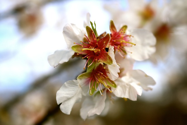 Free Almond Blossom Blossom photo and picture