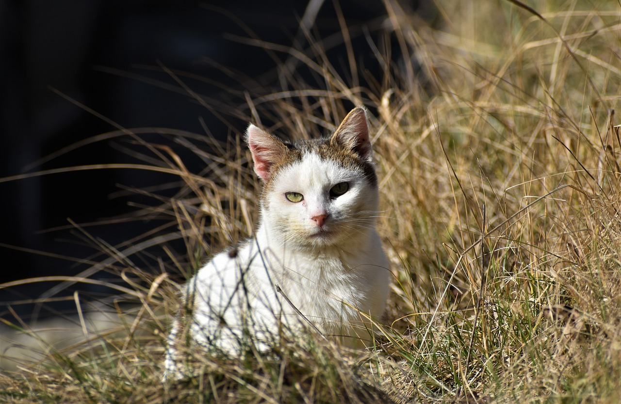 超过 50000 张关于“Kitty Cats”和“猫”的免费图片 - Pixabay