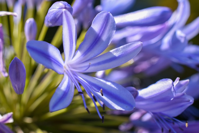 Free Purple Flowers photo and picture