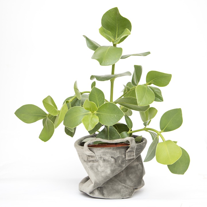 花室内植物绿色 Pixabay上的免费照片
