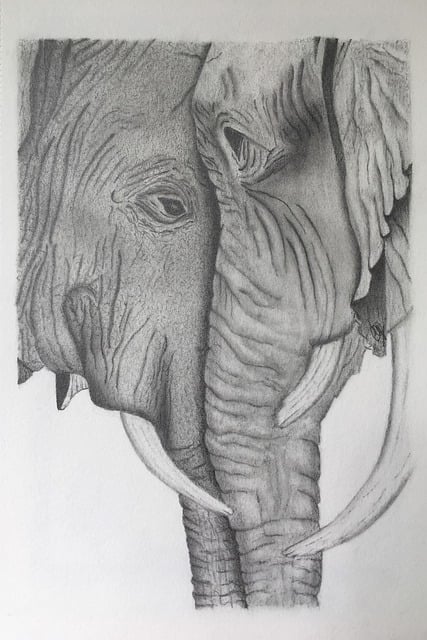 Dessin, Graphite, Crayon, Éléphants