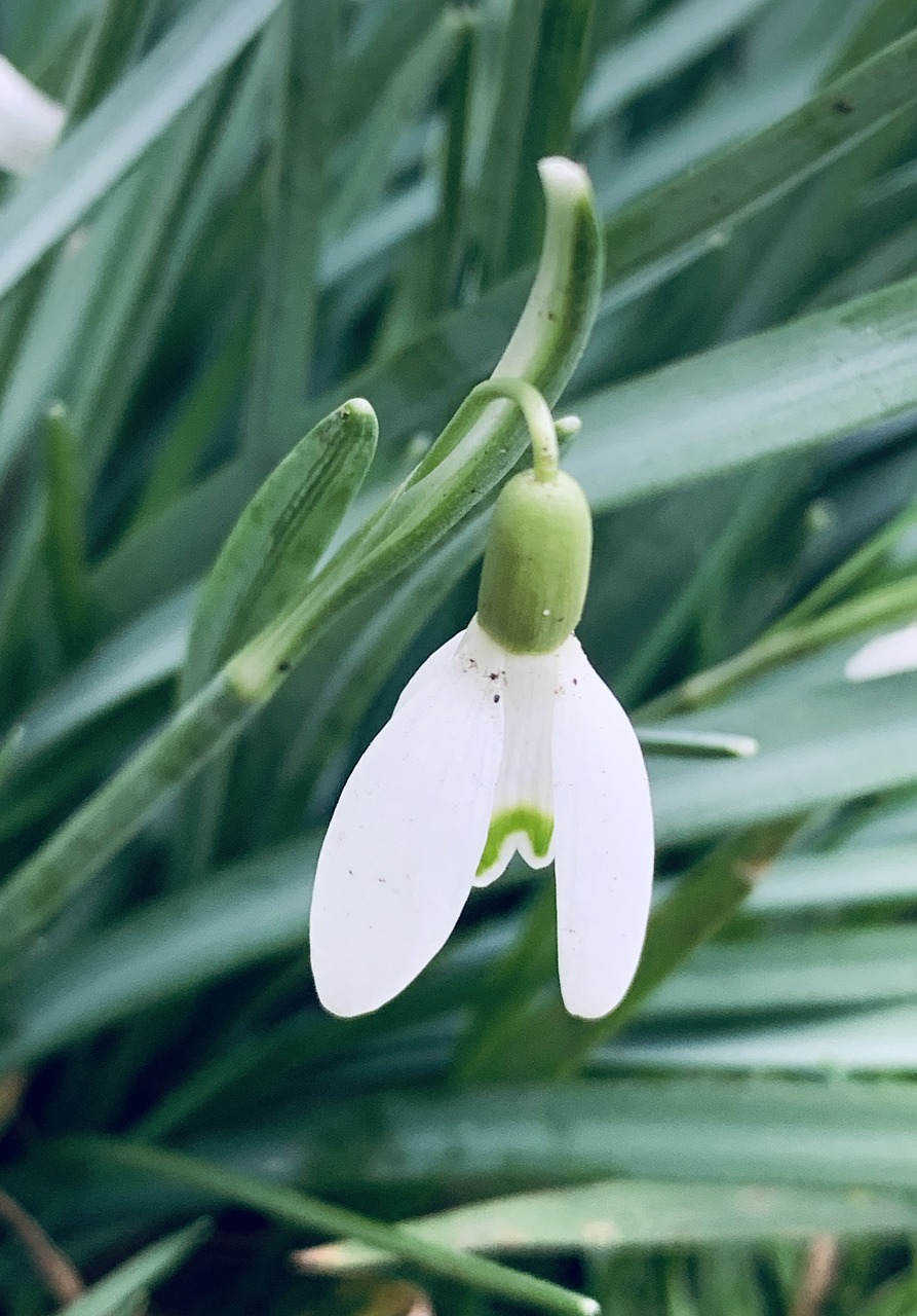 スノー ドロップ 花 自然 Pixabayの無料写真 スノー ドロップ 花 自然 Pixabayの無料写真