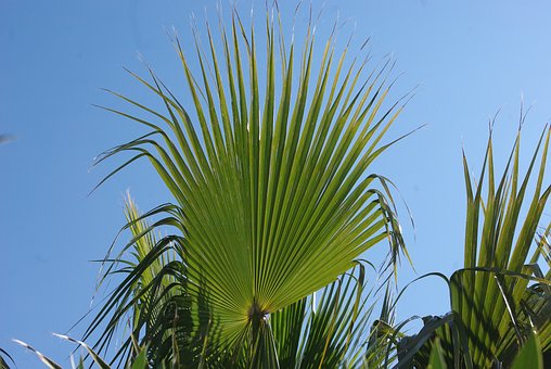 Free Palm Tree Cool Backgrounds photo and picture