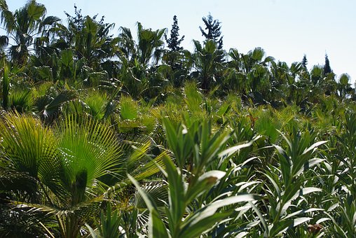 Free Palm Trees Heaven photo and picture