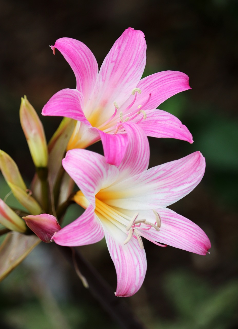 10,000+ Free Easter Lily & Nature Images Pixabay