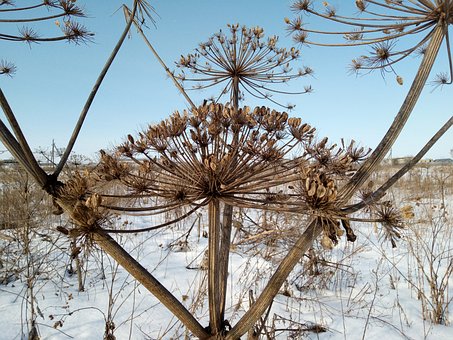 Free Field Snow photo and picture