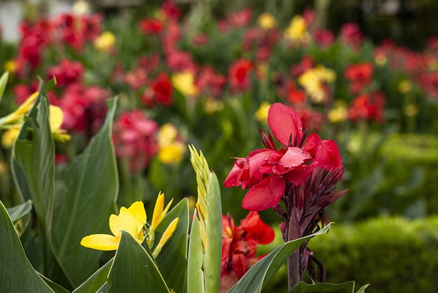 Free Canna Lily Beautiful Flowers photo and picture