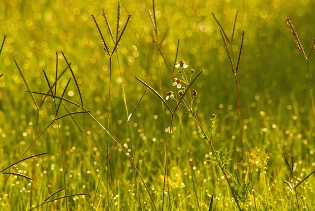 Free Bokeh Backlighting photo and picture