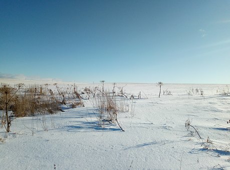Free Field Nature photo and picture