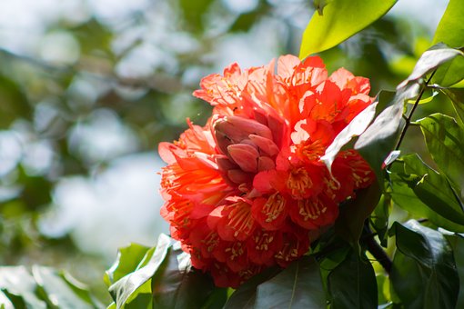 Blomst, Rød, Rose, Blomst Baggrund
