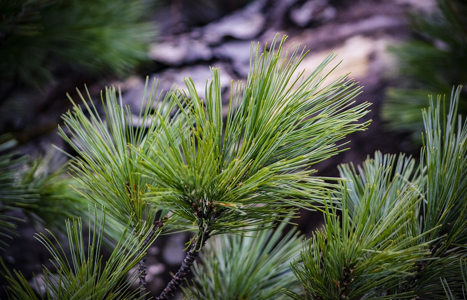 Cedar Needles Branch Free photo on Pixabay