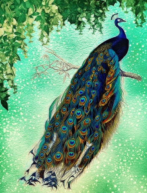 Free vintage peacock old illustration