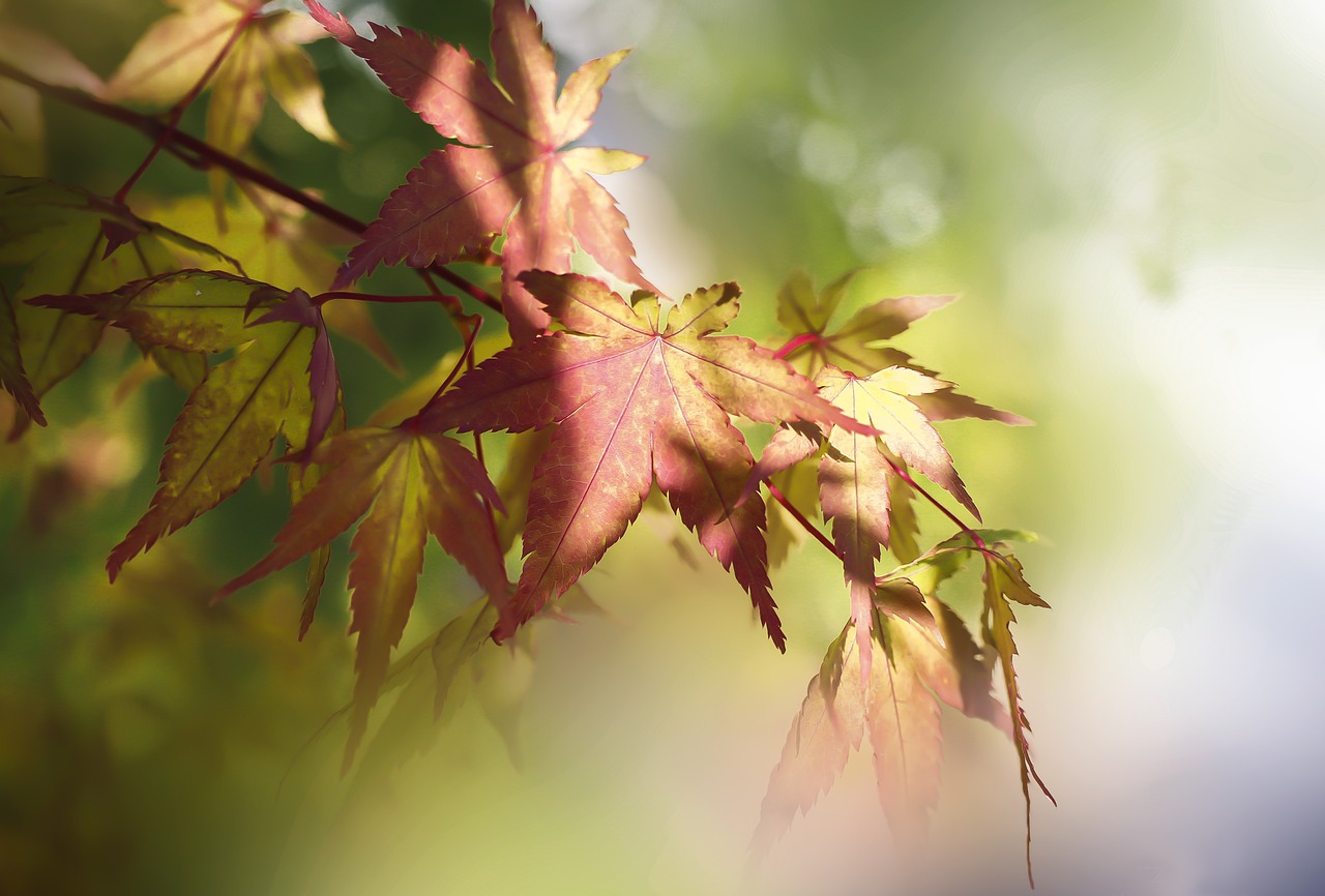 Leaf - free online jigsaw puzzle photo