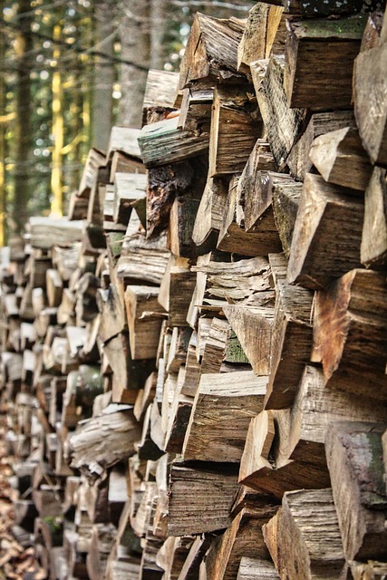 Free Schwarzwald Forest photo and picture
