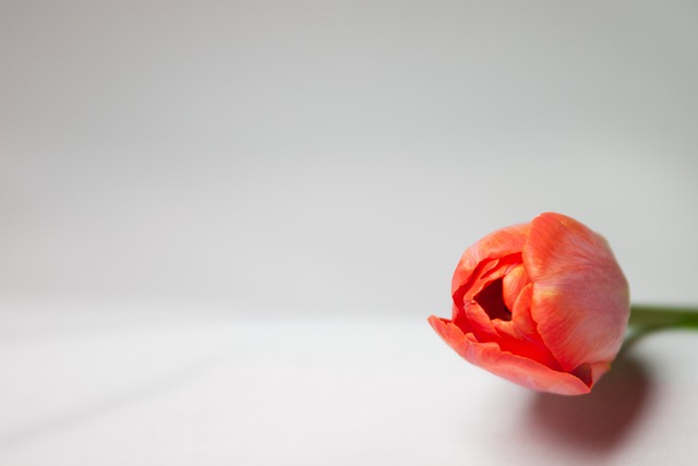 Free Flower Tulip photo and picture