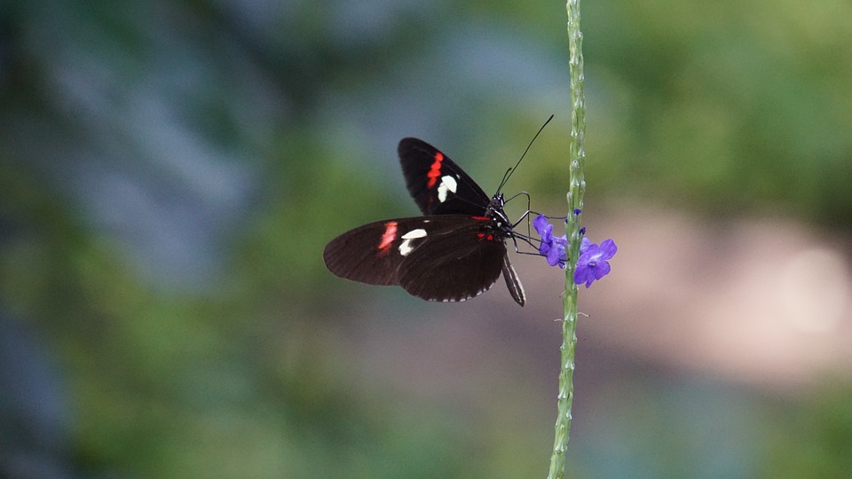 Flying Insects Butterfly Butterfly Insect Flying - Free photo on Pixabay