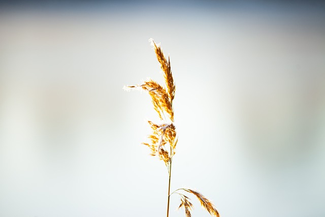 Free Plant Flower Background photo and picture