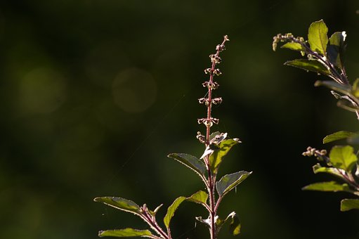 Free Nature Misty photo and picture