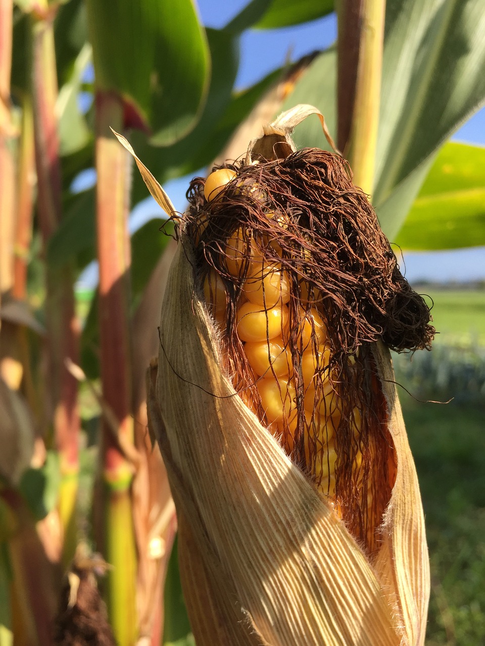 Plant Corn On The Cob Free photo on Pixabay Pixabay