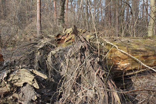 Free Tree Root photo and picture