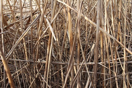 Free Dry Grass photo and picture