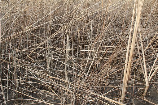 Free Dry Grass photo and picture