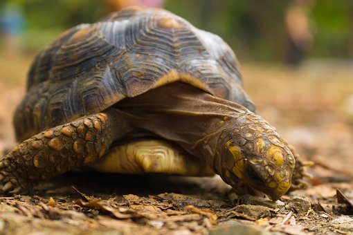 Skildpadde, Morrocoy, Natur, Dyr, Fauna