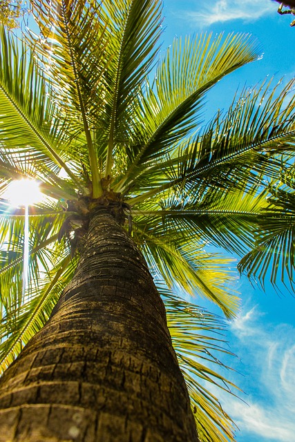 Free Coconut Tree Tree photo and picture