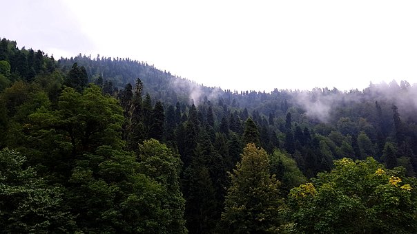Free Mountains The Woods photo and picture