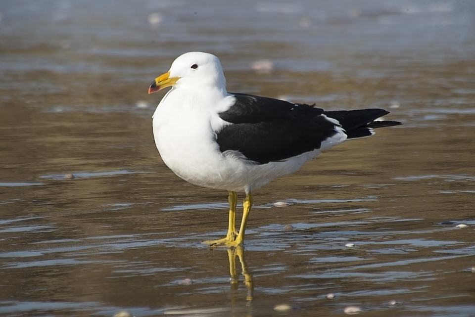 Seagull Olrog'S Beach - Free photo on Pixabay