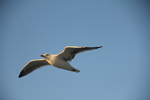 Free Gull Flight photo and picture