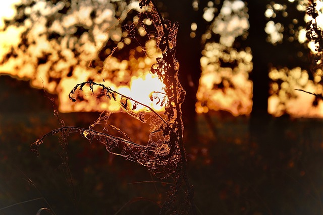 Free Macro Sun photo and picture