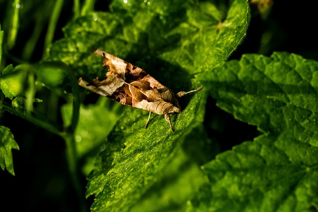 Achateule, Natur, Schmetterling, Insekt