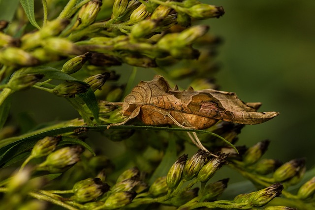 Achateule, Natur, Schmetterling, Insekt