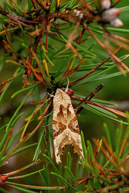 Achateule, Natur, Schmetterling, Insekt