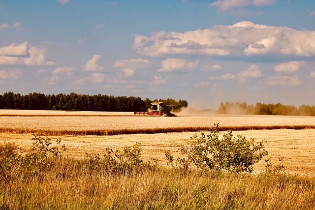Free Harvest Summer photo and picture