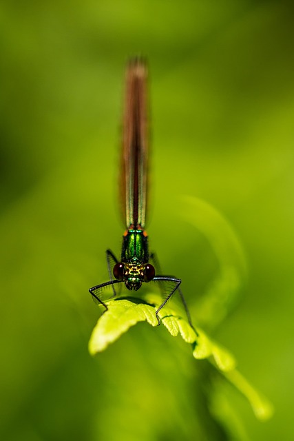 Libelle, Natur, Insekt, Makro, Flügel