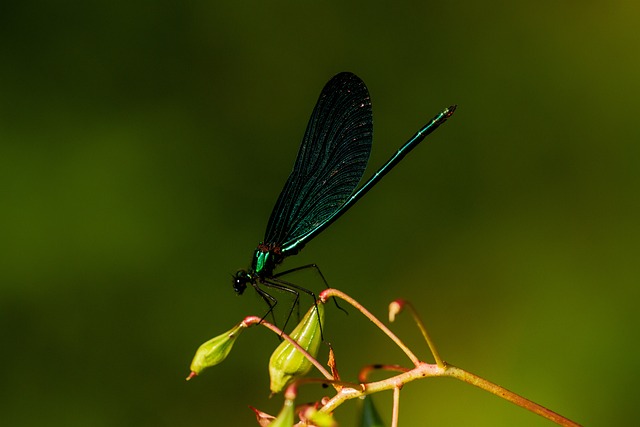 Natur, Prachtlibelle, Insekt, Fluginsekt