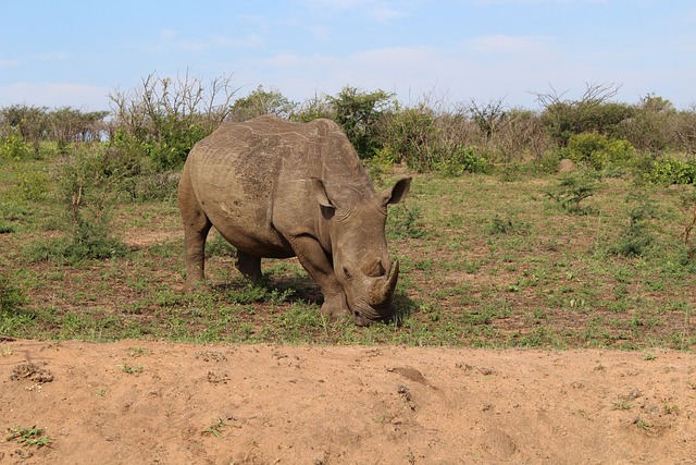 Rhino, Südafrika, Wildnis, Safari