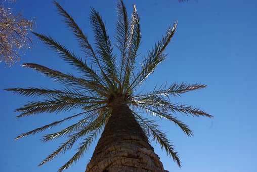 Free Palm Tree Heaven photo and picture