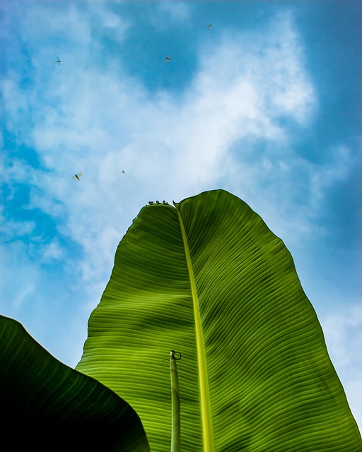Free Leaf Banana photo and picture