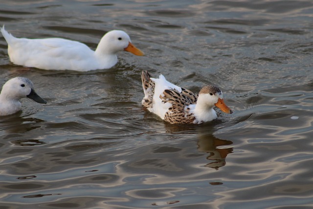 Vogel, Eenden, Natuur, Dier, Eend, Water