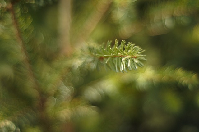 Free spruce nature tree illustration